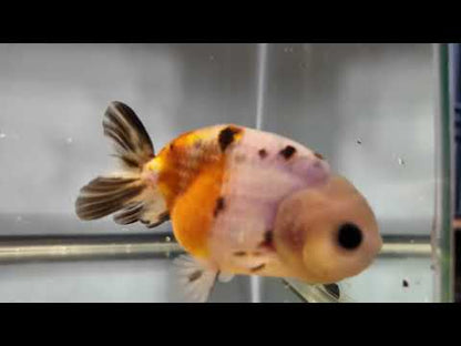 3" Calico Ranchu Goldfish – Calico B (Individual Fish)