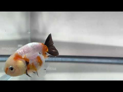3" Calico Ranchu Goldfish – Calico N (Individual Fish)