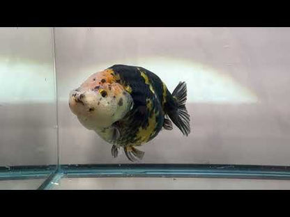 Calico Ranchu (M, 5'')