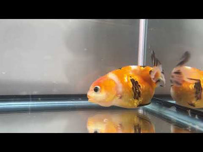 3" Calico Ranchu Goldfish – Calico J (Individual Fish)