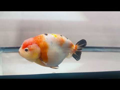 Tri-Color Ranchu (F, 4.5'')