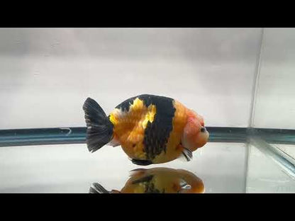 Black & Red Ranchu (M, 4.5'')