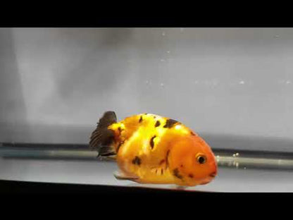 3" Tiger Ranchu Goldfish – Tiger C (Individual Fish)