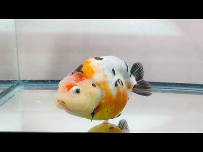 Tri-Color Ranchu (F, 4.5'')