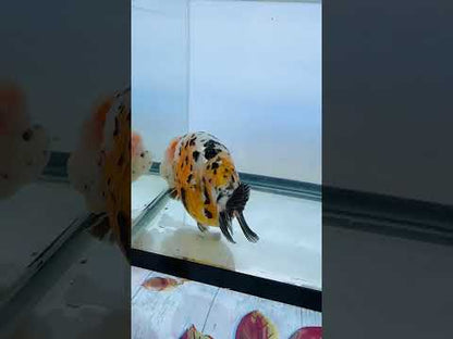Calico Ranchu (F, 5'')