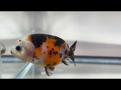 3" Calico Ranchu Goldfish – Calico P (Individual Fish)
