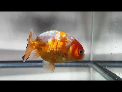3" Calico Ranchu Goldfish – Calico L (Individual Fish)