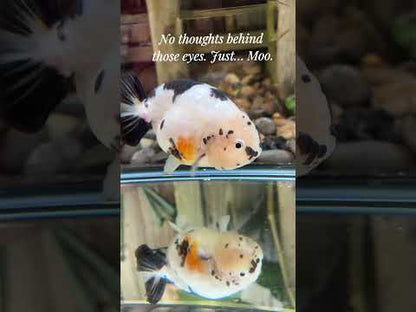 ✨ Male Cow Pattern Ranchu (5.5–6") - Contact Me for Offers!