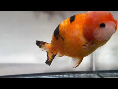 Red-Orange Ranchu - 5.5''