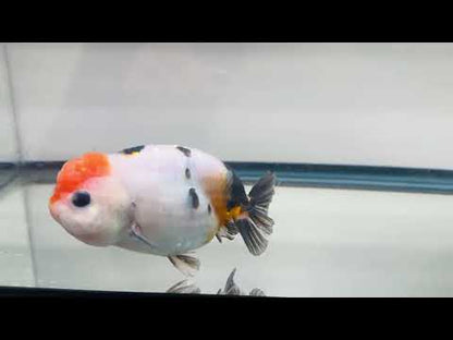 Panda Ranchu (4'')