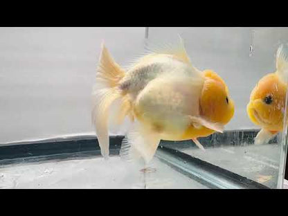 Yellow Capped Oranda (M, 4.5'')