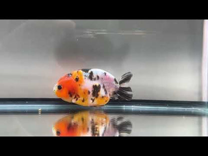 3" Calico Ranchu Goldfish – Calico D (Individual Fish)