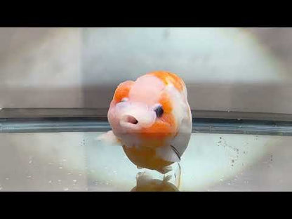 Red & White Ranchu (F, 5'')