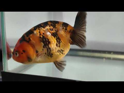 3" Tiger Ranchu Goldfish – Tiger A (Individual Fish)