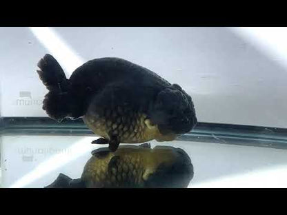 Black Ranchu (F, 5'')