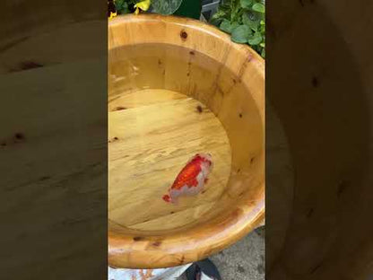 Crimson Robe Ranchu – 4 inches
