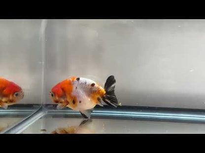 3" Calico Ranchu Goldfish – Calico K (Individual Fish)