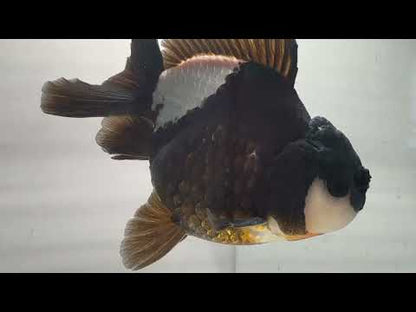 Black & White Oranda (M, 4.5'')