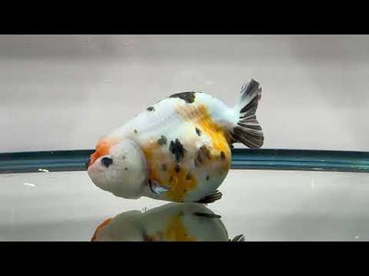 Tri-Color Ranchu (F, 5'')