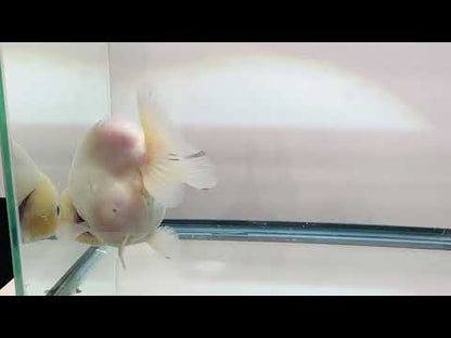 Lemon Head Ranchu (4.5'')