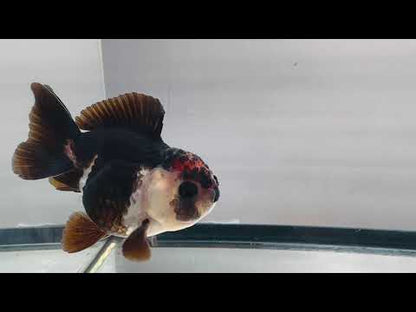 Chocolate Oranda (3'')