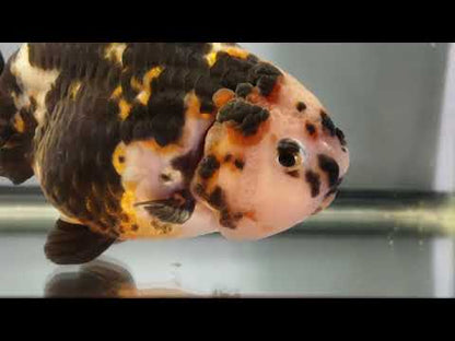 Heavy Ink Ranchu (Black‑Patterned) - 4 Inches
