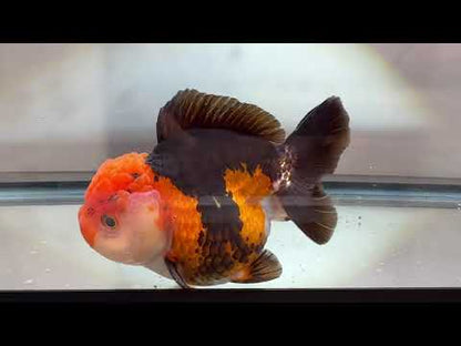 Panda Oranda (M, 4.5'')