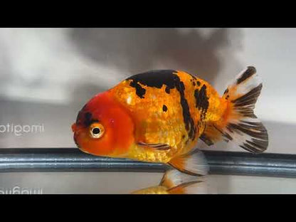 Calico Ranchu - 5.5''