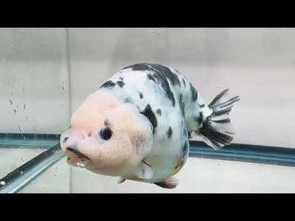 Light Ink Ranchu (F, 6'', Missing One Anal Fin)