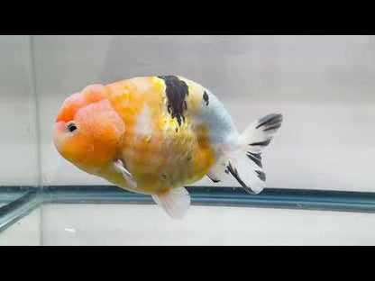 Pink & Gold Ranchu (M, 4.5'')
