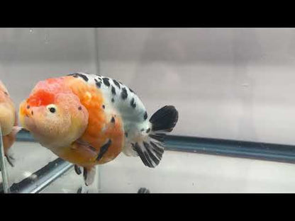 Tri-Color Ranchu (M, 5'')