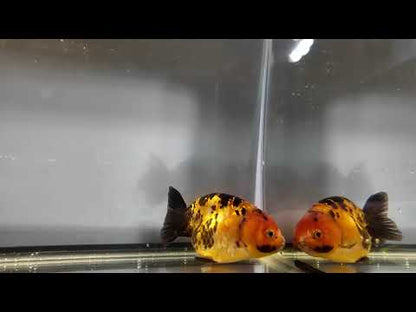 3" Tiger Ranchu Goldfish – Tiger B (Individual Fish)