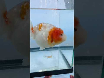 Sakura Ranchu (F, 5'')