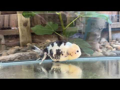 Heavy Ink Ranchu - 5.5 inches (Character Fish, Broken Tail, 40% OFF!)