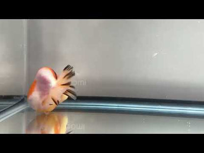3" Calico Ranchu Goldfish – Calico I (Individual Fish)