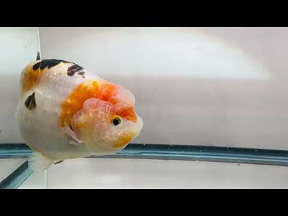 Tri-Color Ranchu (M, 5.5'')