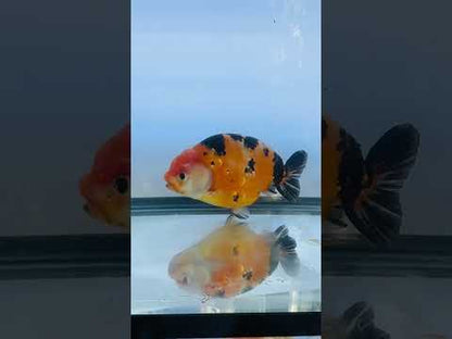 Tiger Ranchu (F, 5'')