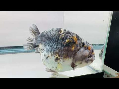 Blue Kirin Ranchu (F, 4.5'')