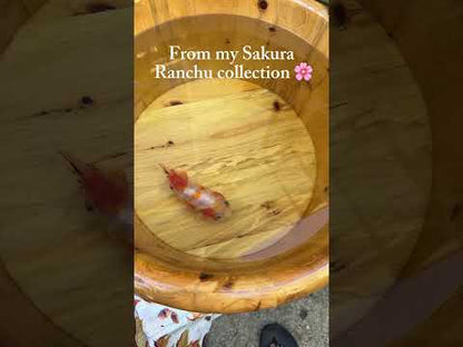 Sakura Ranchu - 4.5 inches