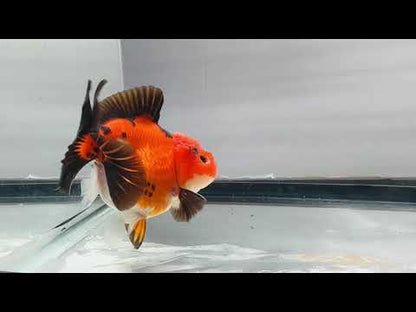 tricolor Oranda (4'')