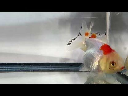 Red & White Oranda (F, 4'')