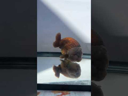 Lavender Ranchu (M, 5'')