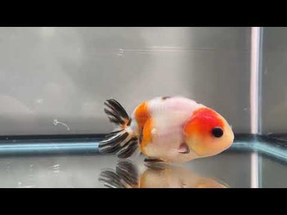 3" Calico Ranchu Goldfish – Calico G (Individual Fish)