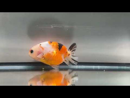 3" Red & White Ranchu Goldfish - Red&White B (Individual Fish)