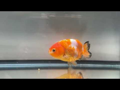 3" Red & White Ranchu Goldfish - Red&White C  (Individual Fish)
