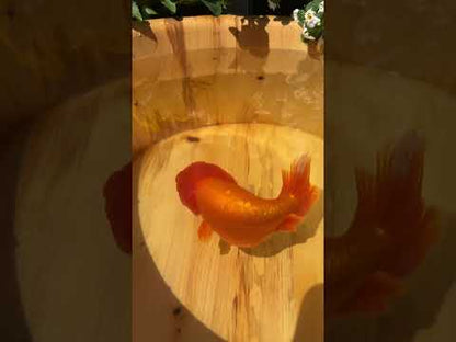 The Fiery Red Ranchu - 5.5 inches