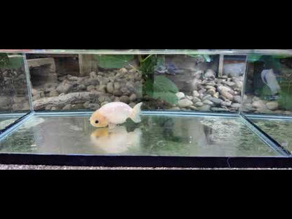 Jade Rabbit Ranchu – 4 in