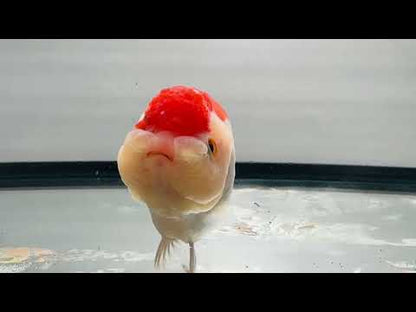 Red & White Ranchu (4'')