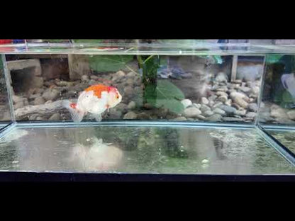 Crimson Robe Ranchu – 4 inches