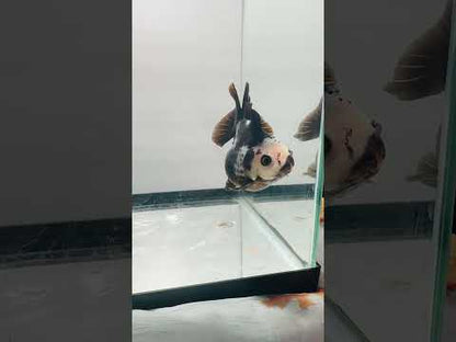 Black and White Oranda (3'')